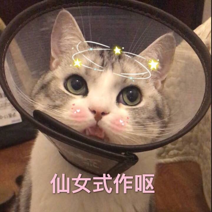 猫咪 喵星人 仙女式作呕 斗图 萌萌哒 搞笑