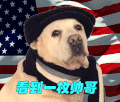 帅哥 汪星人 看到一枚帅哥