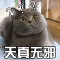 猫 萌宠 喵星人 天真无邪 蒙圈