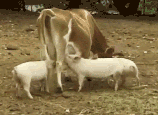 动物 尾巴 吃奶 牛