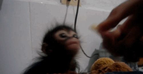 猴子 可爱 吃 宝宝