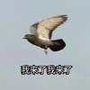 萌宠 鸽子 我来了 飞来了 呆萌 可爱