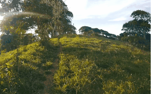 多米尼加共和国 山坡 植物 纪录片 蓬塔卡纳 风景