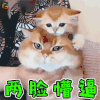 萌宠 猫咪 猫 蒙圈 两脸懵逼 soogif soogif出品