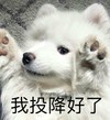 萌宠 汪星人 我投降好了 我输了 呆萌 可爱