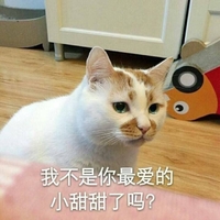 猫咪 可爱 呆萌 斗图 我不是你最爱的小甜甜了吗？