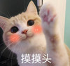 萌宠 猫星人 摸摸头 害羞 呆萌 可爱