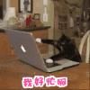 笔记本 玩电脑 猫咪 桌子