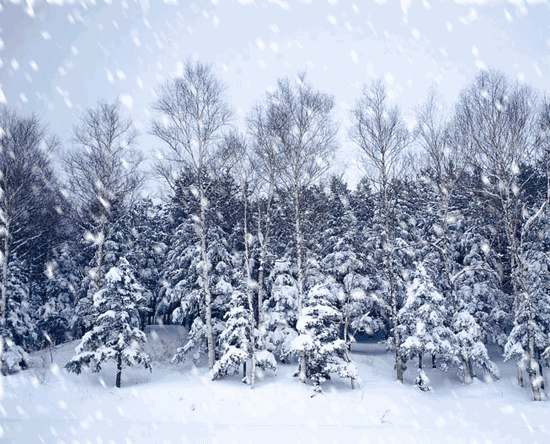白色 大树 下雪 天空