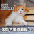 不知道 为liao什么 忧愁它围绕着我 猫咪