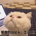 猫咪 可爱猫 骄傲的抬起头 怎么的