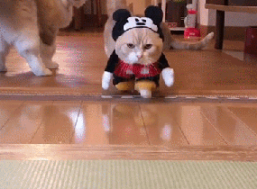 猫 喵星人 萌宠 可爱