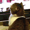 猫咪 回头 大眼睛 可爱