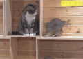 小猫 旋转 晕倒 搞笑