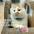 猫咪  人民币  可爱   搞笑  要抱抱这里有一百块拿去买条狗吧