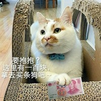 猫咪 人民币 可爱 搞笑 要抱抱这里有一百块拿去买条狗吧