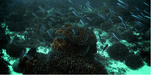 海底 清澈 珊瑚 纪录片 风景 鱼群 塞舌尔群岛