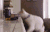 宠物 搞笑 喵星人 萌 哈哈哈哈 gif