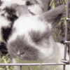 宠物 东西 动物 GIF 兔子 萌 gif 觉得