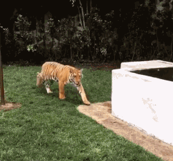 老虎 走路 动物 偷偷的