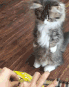 猫咪 喵星人 可爱 萌宠