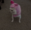猫咪 喵星人 搞笑 可爱 萌萌哒