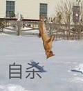 自杀 狗狗 冰面 倒立 搞笑