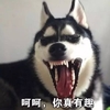 萌宠 汪星人 呵呵 你真有趣 搞怪