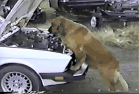 狗狗 可爱 检修 汽车