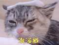 萌宠 猫 泡汤猫