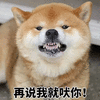 萌宠 狗 汪星人 柴犬 龇牙 再说我就吠你 生气