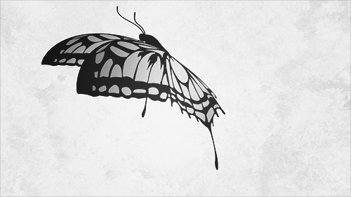 蝴蝶 漂亮 飞舞 美丽