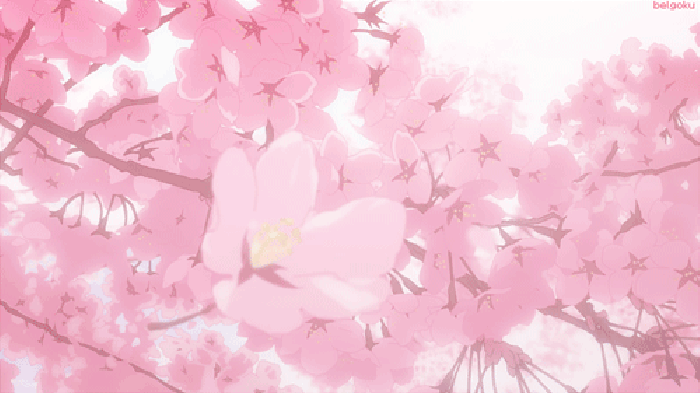樱花 飘落 粉色 烂漫