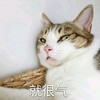 萌宠 猫星人 就很气 难受 呆萌 可爱