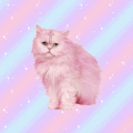 可爱 粉色 小猫 交叉 闪耀