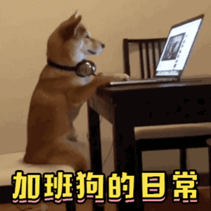 加班狗的日常 狗狗 看电脑 耳麦