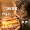 萌宠 猫星人 我就看看 我不吃 搞怪 逗
