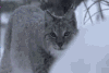 神奇动物 可爱 猞猁 下雪 懵 萌