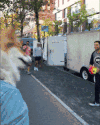 狗狗   搞笑  可爱  打球