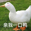 萌宠 鸭子 亲我一口啊 害羞 呆萌 可爱