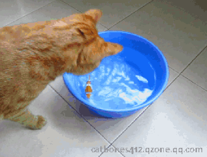 金鱼 猫咪 脸盆 清水
