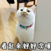 萌宠 可爱 喵星人 文字表情包 国庆节
