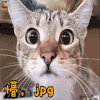 萌宠 猫 家猫 懵 jpg 蒙圈 soogif soogif出品