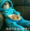 我差不多是只废猫了 猫咪 盘子 蓝色衣服 坐着