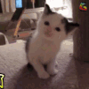 猫 蒙圈 开心 你可笑死我了 soogif soogif出品
