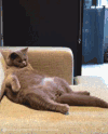 萌宠 猫咪 真会享受
