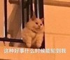 萌宠 猫星人 这种好事什么时候轮到我 开心 呆萌 可爱