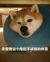 萌宠 汪星人 胖了 难受 呆萌 搞怪