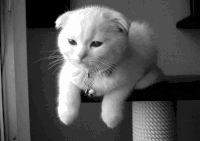 猫咪 眨眼 可爱 撩妹