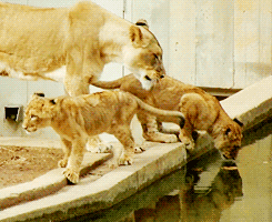 狮子 动物 喝水 一家人